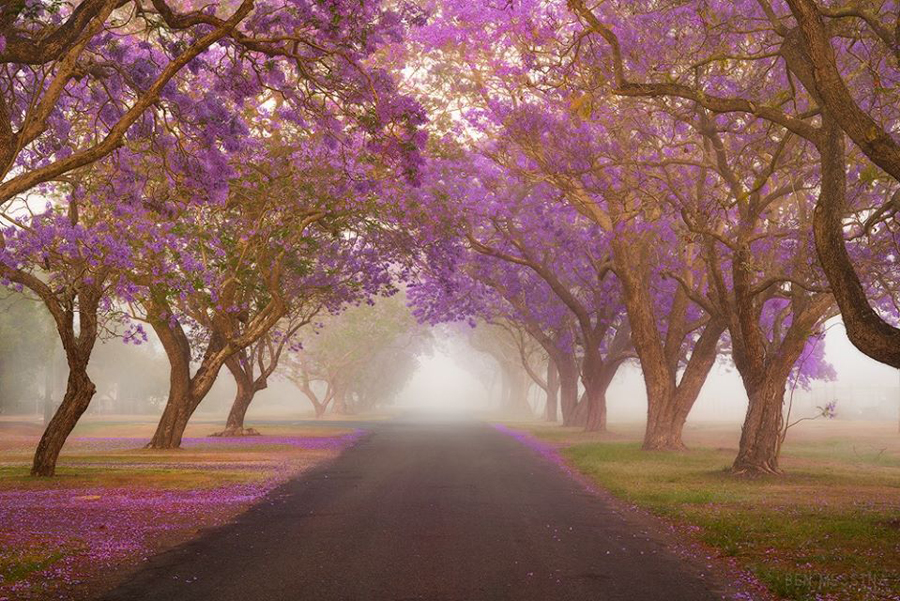 Jacarandas_in_the_Mist900.jpg