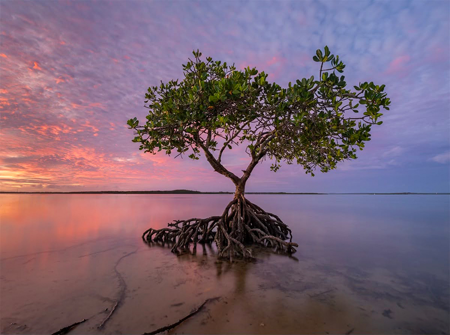 Morning_Tide_900.jpg