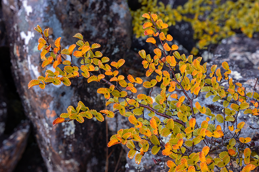 Tarn_Gold900.jpg