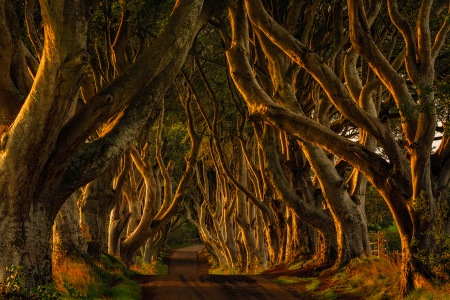 The_Dark_Hedges900.jpg
