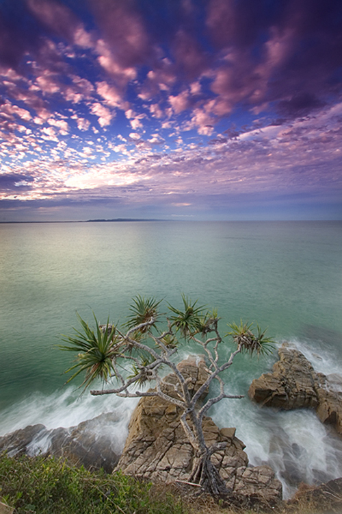 pandanus_noosa.jpg