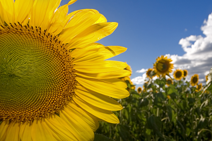 sunfower_closeup.jpg