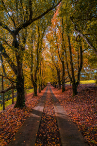 Autumn_Lane_Maleny.jpg