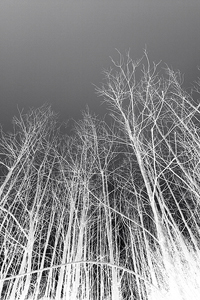 BWTrees600b.jpg