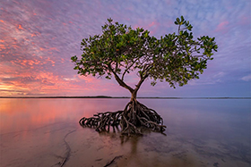 Morning_Tide_900.jpg