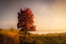 Rise_and_Fall_900.jpg