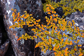 Tarn_Gold900.jpg