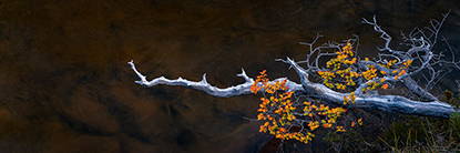 Tarn_Stream_900.jpg