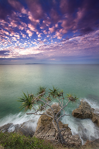 pandanus_noosa.jpg